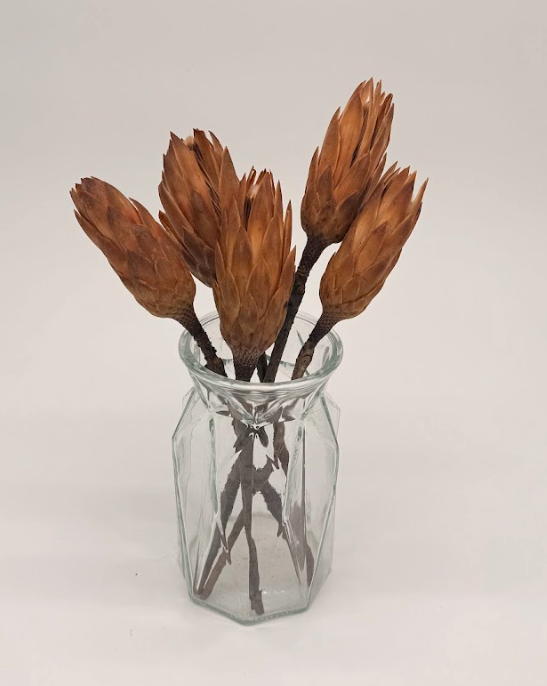 Large Protea Stems handcrafted from naturally dried stems by Bouquet Cards